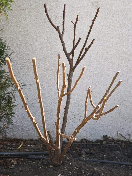 spring pruning rose bush open center