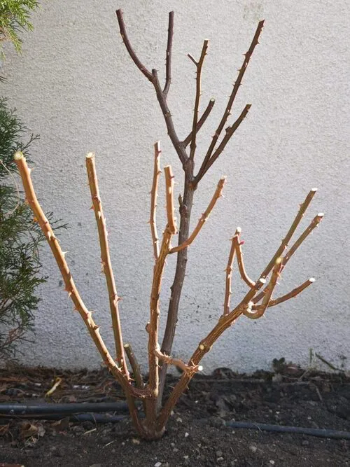 spring pruning rose bush spring rose garden preparation