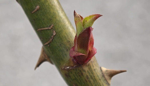 spring rose prunning