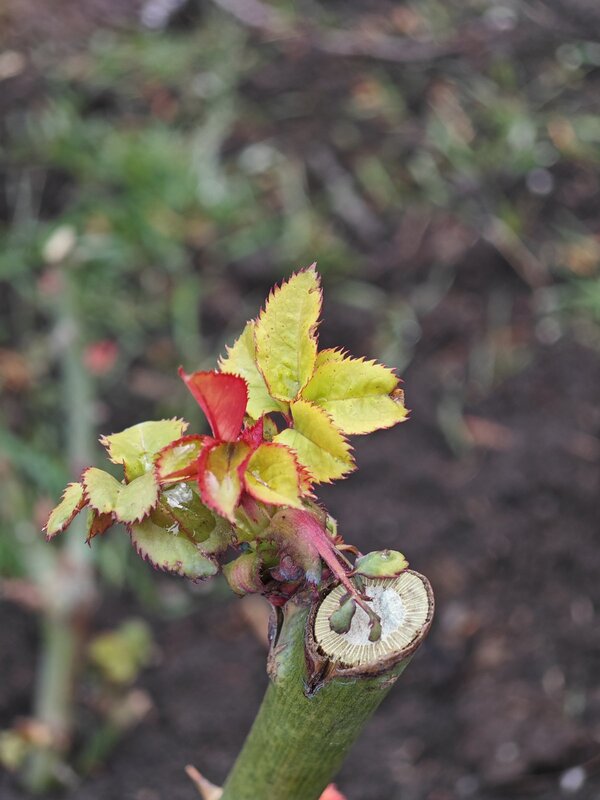 spring roses fertilizing