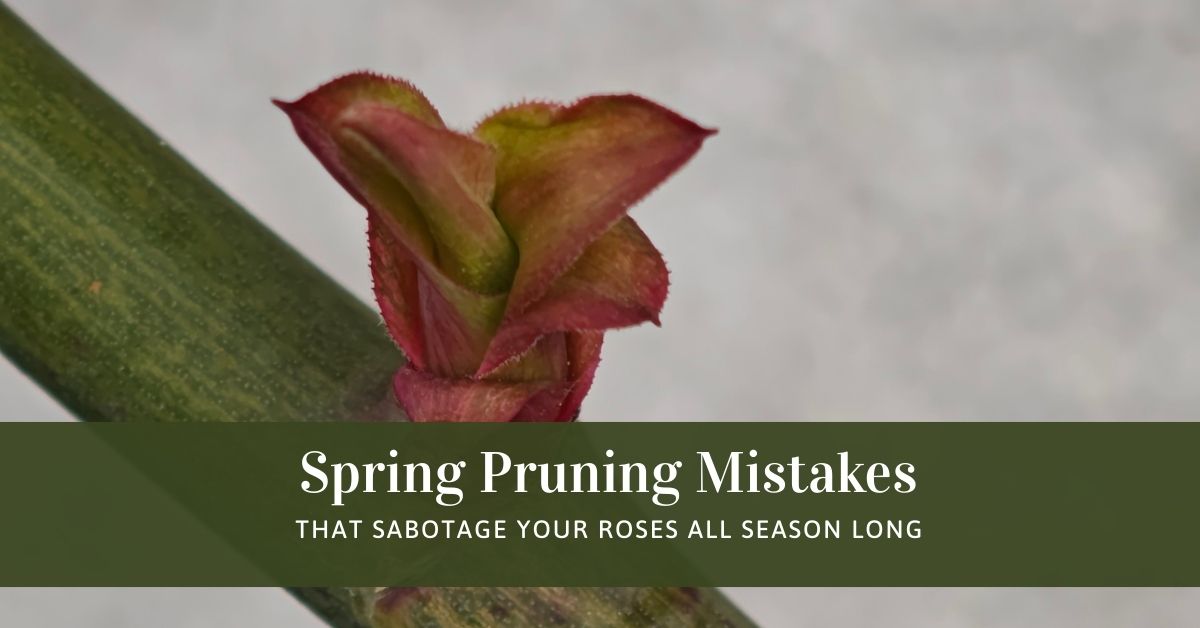 rose prunning in the spring