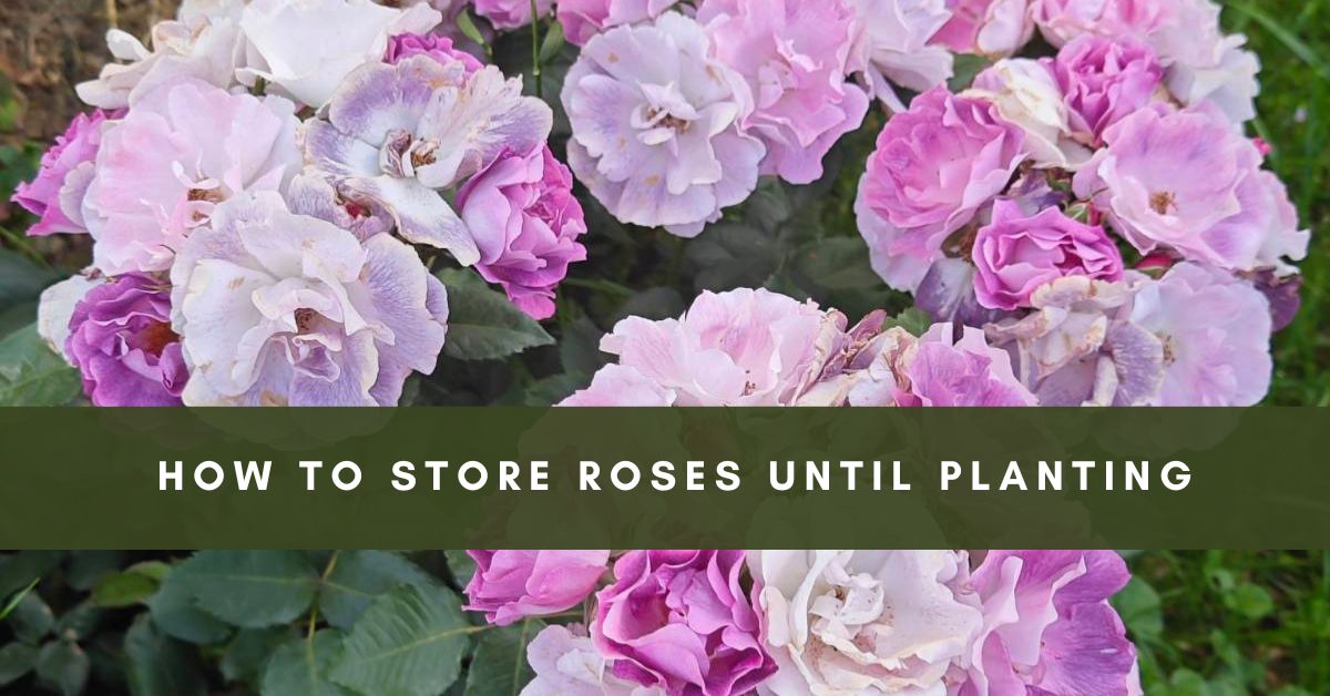 how to store roses until planting