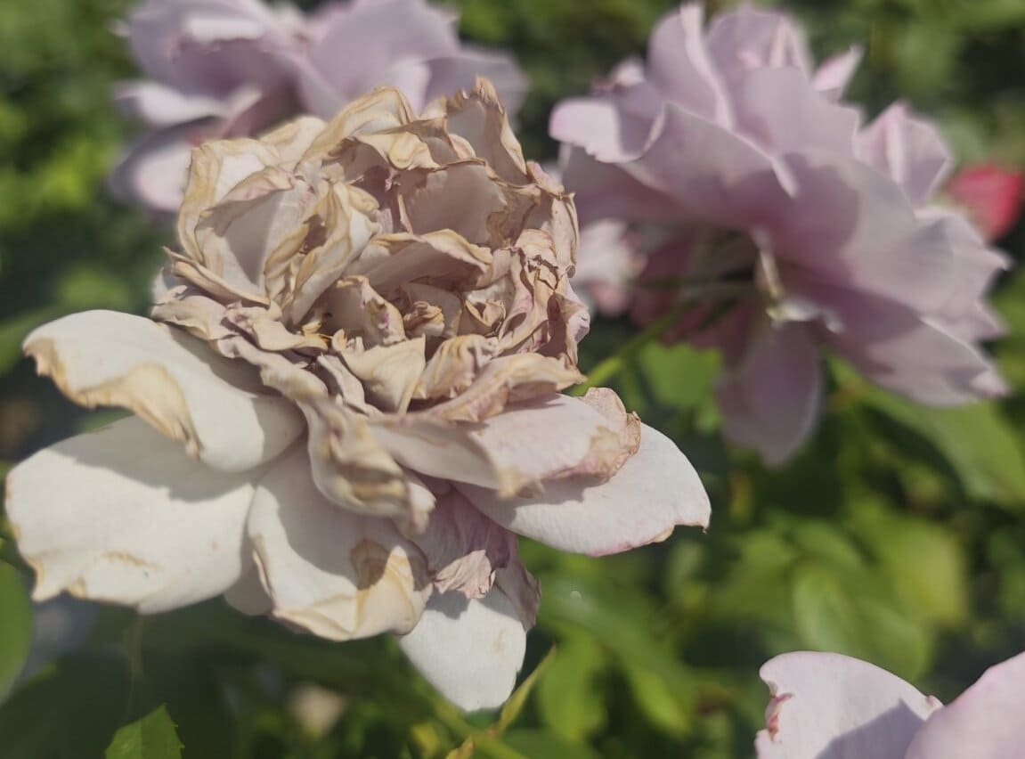 roses in hot weather