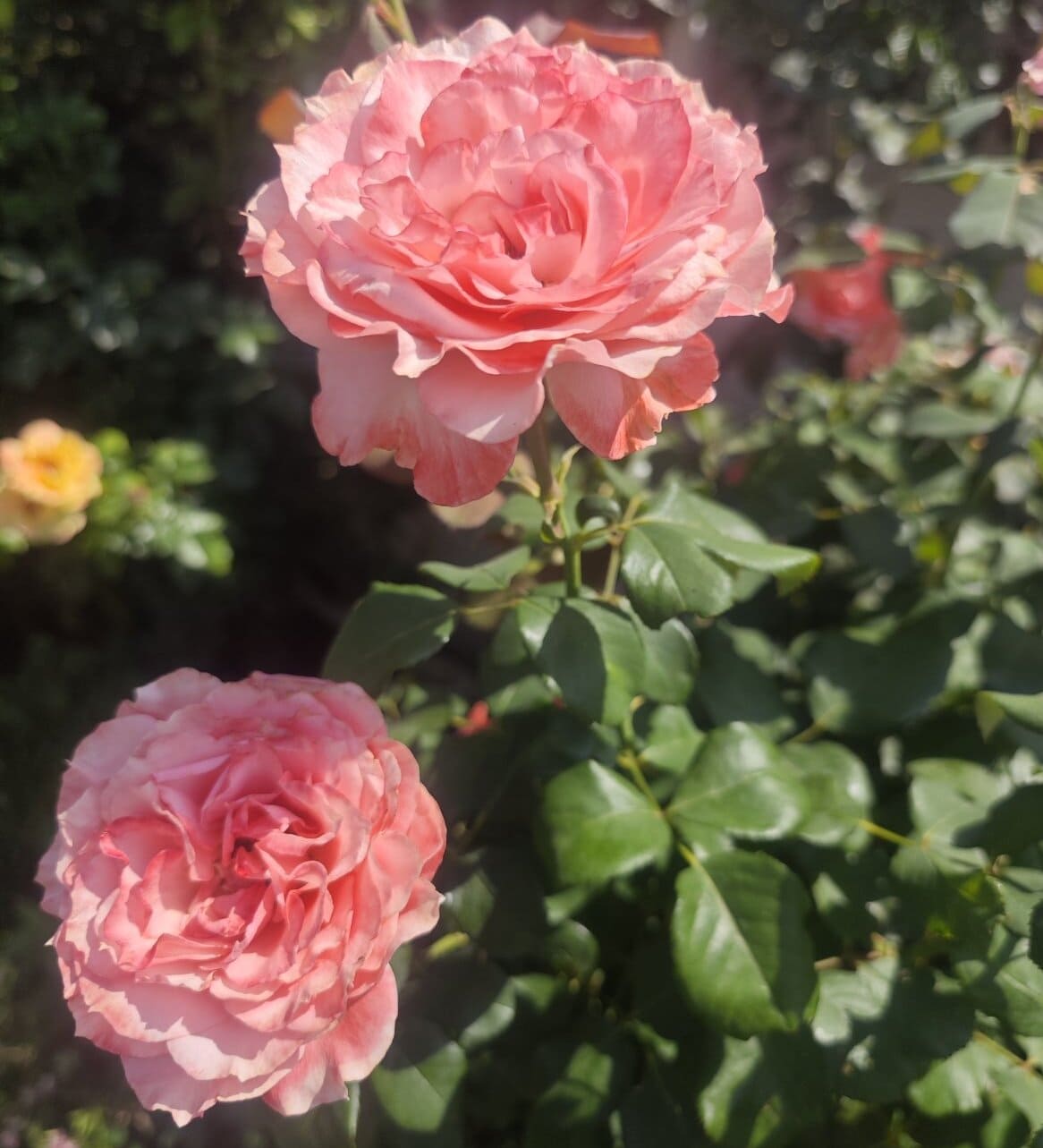 how to save roses during heatwave