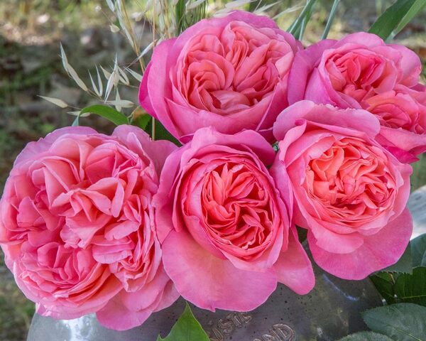 Sweet mademoiselle rose