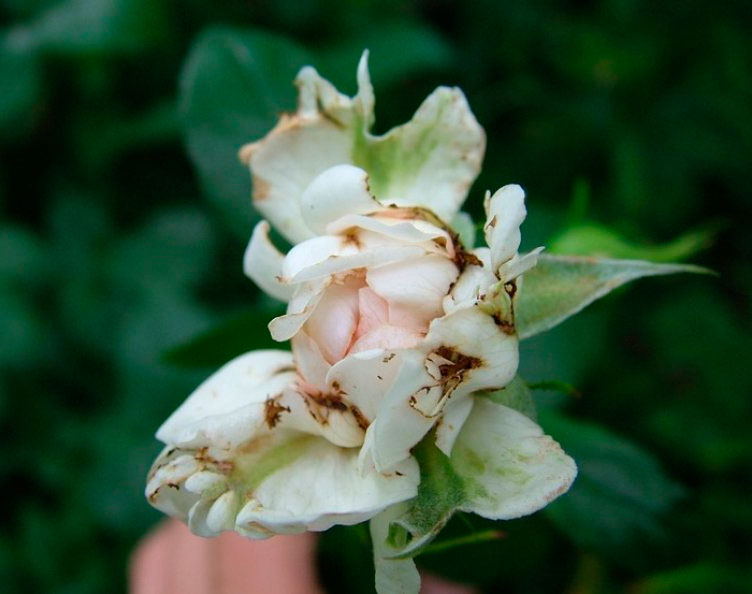 thrips on roses