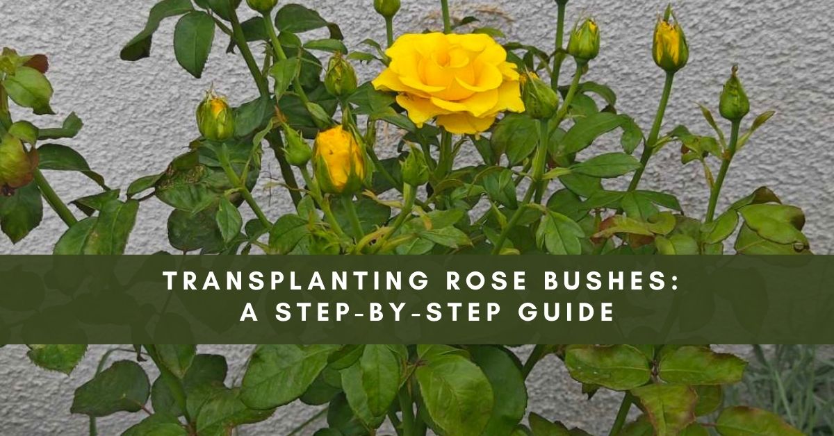 transplanting rose bushes