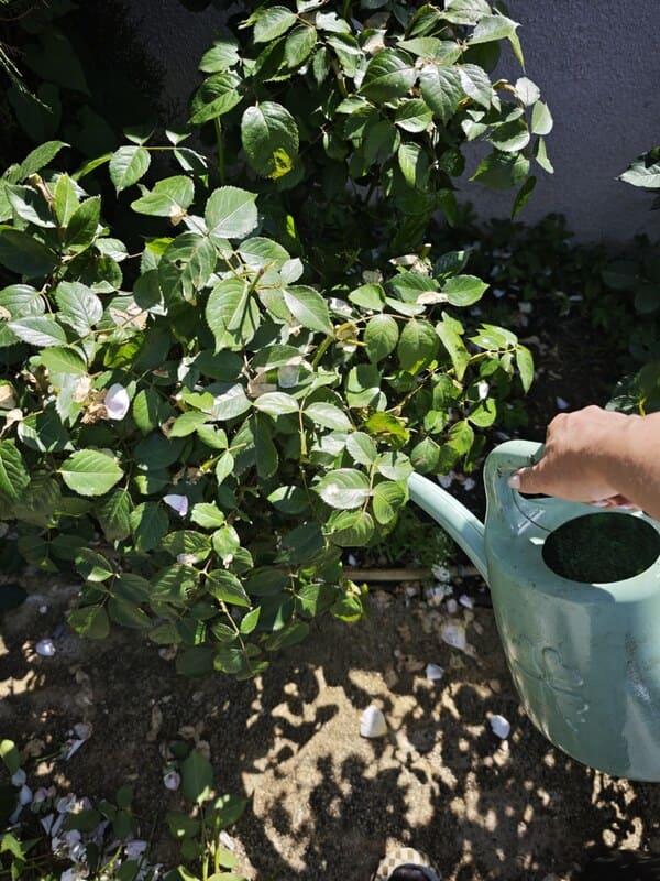 trichoderma-for-roses