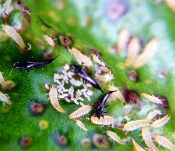 thrips on roses