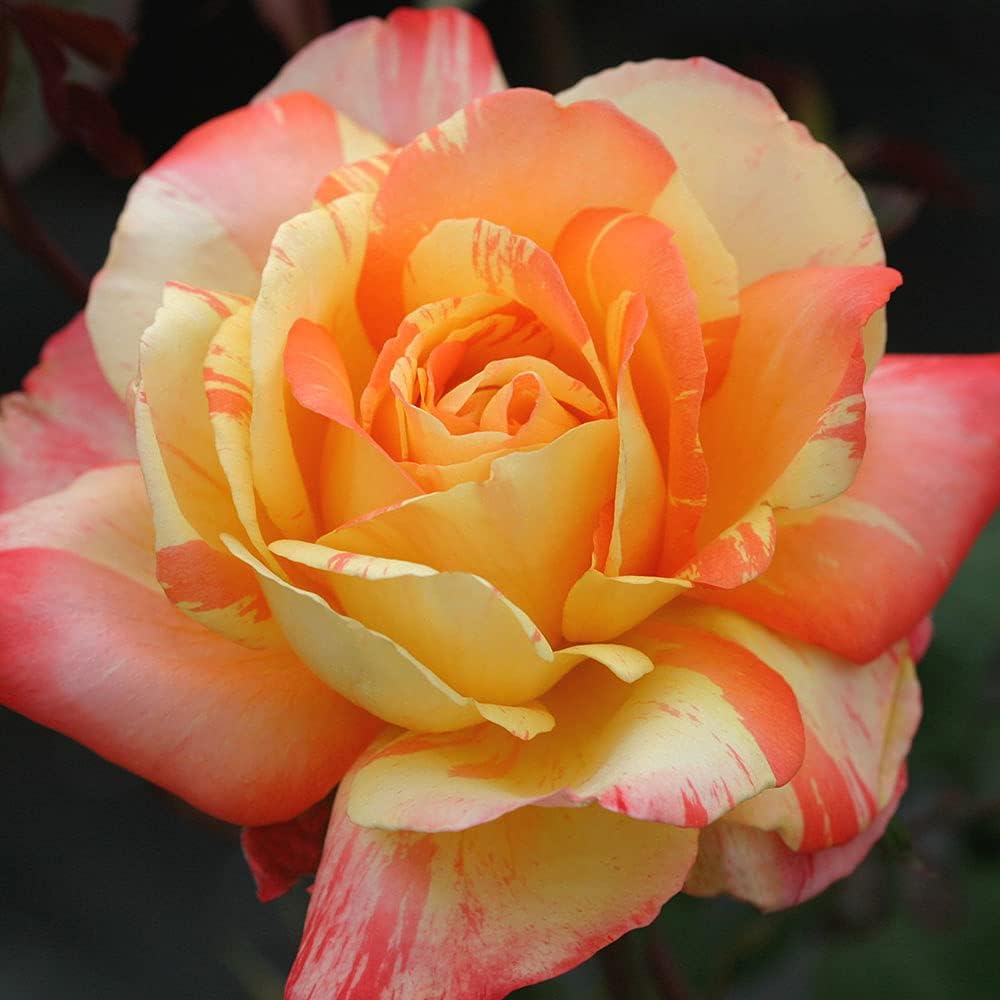 Tropical Sunset rose