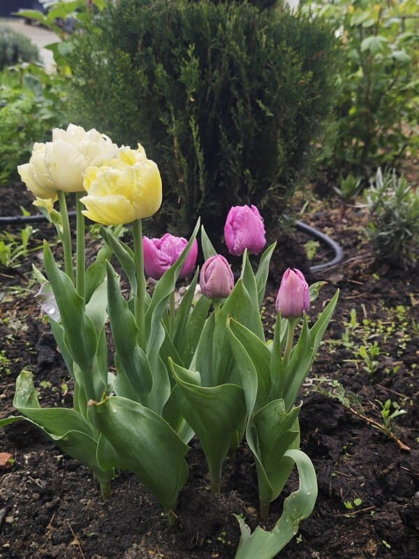 Spring bulbs blooming