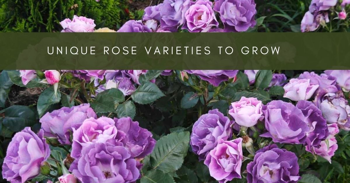 Explore Rose Garden, rose varieties, rose care, roses ideas