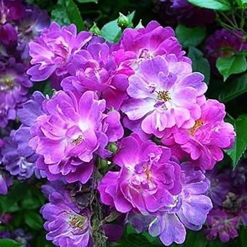Veilchenblau rose