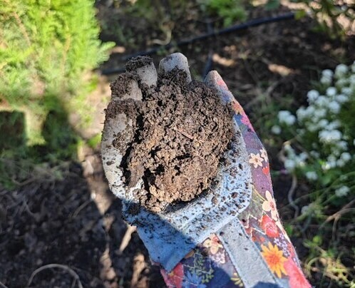 organic rose gardening