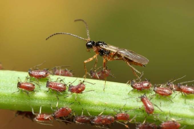 Insects in the Rose Garden