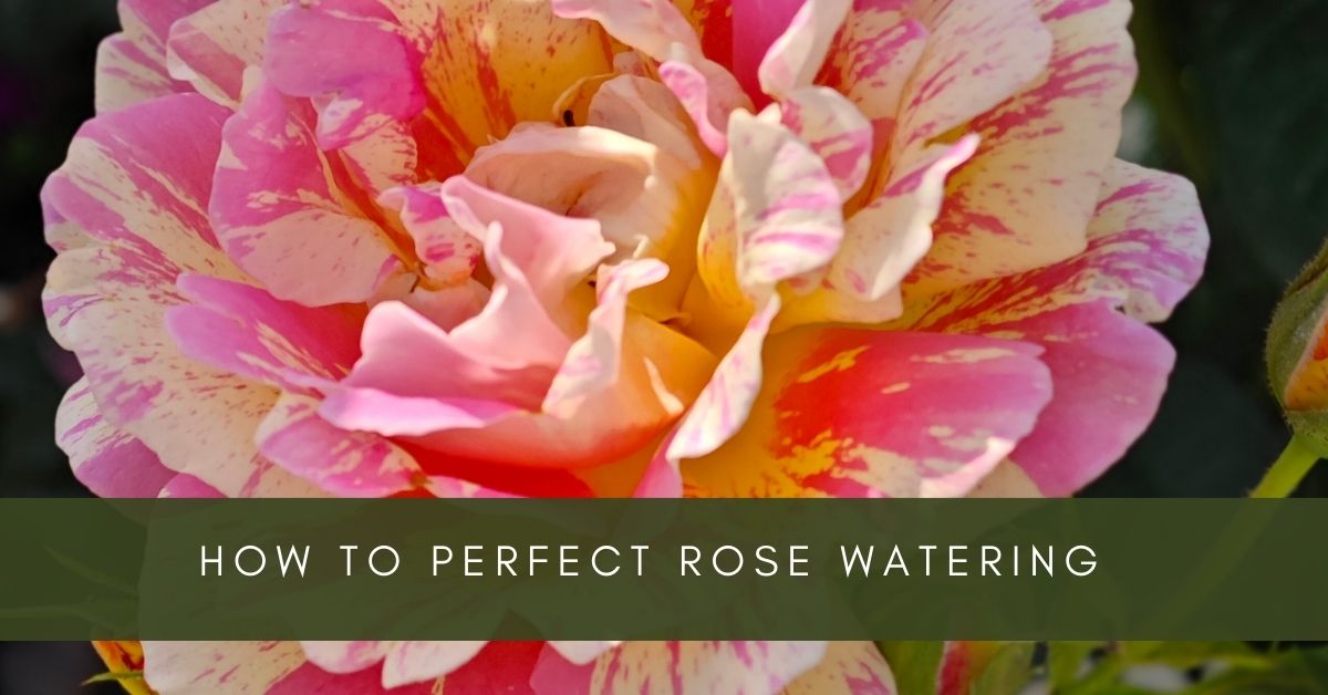 watering roses