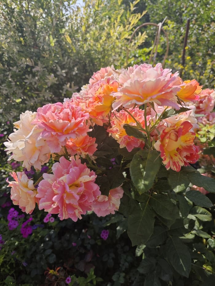 Watering Roses: When & How Much