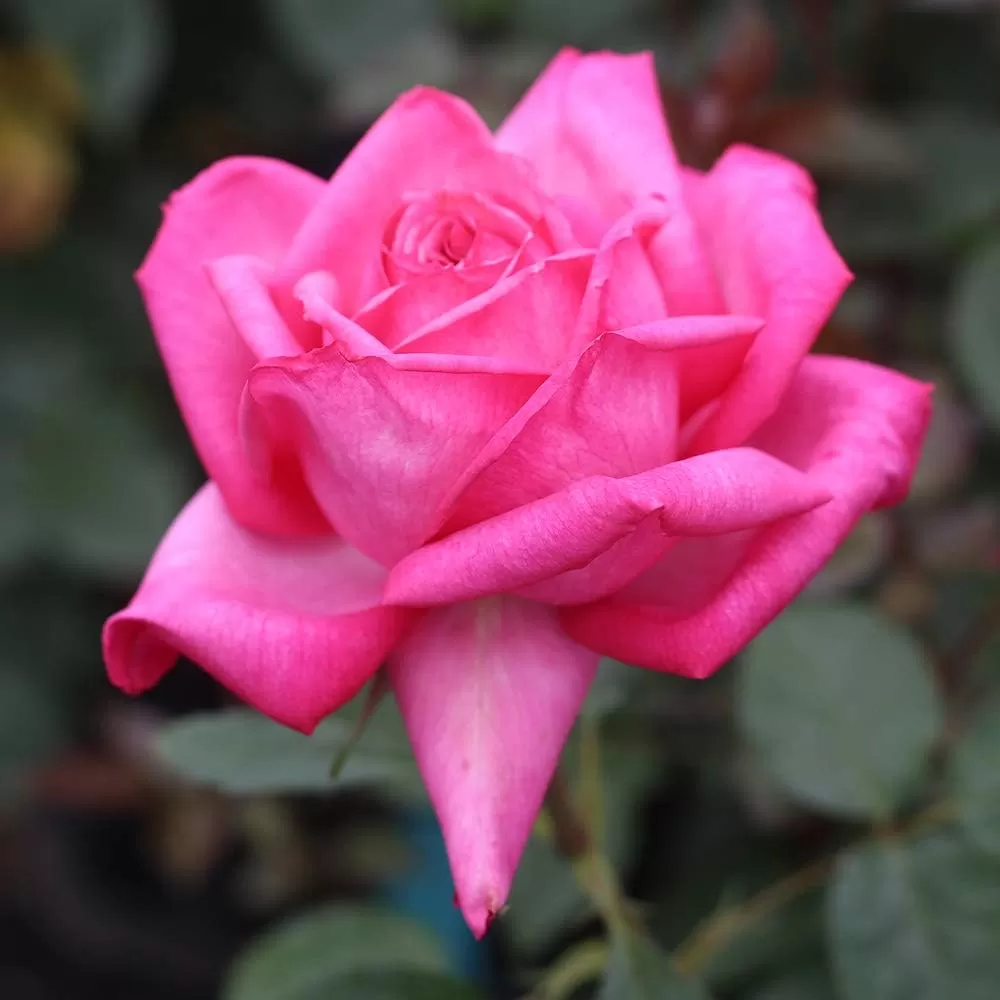 Beginner's rose gardening book