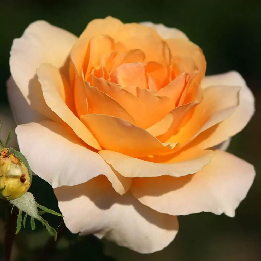 Welsh Gold rose