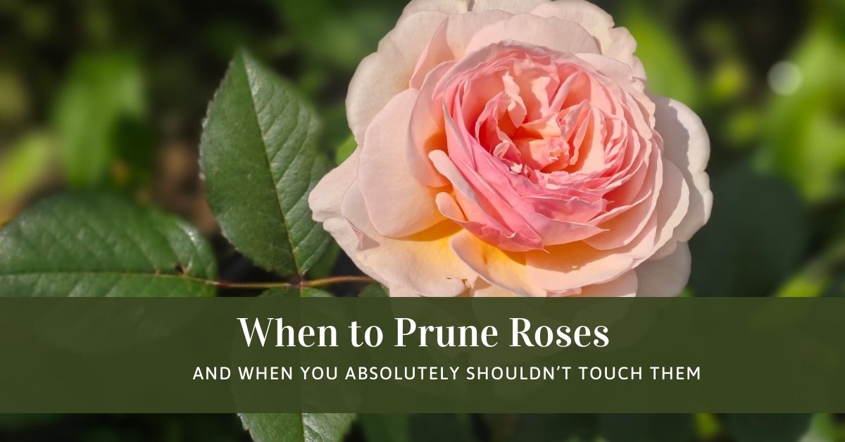 when to prune roses