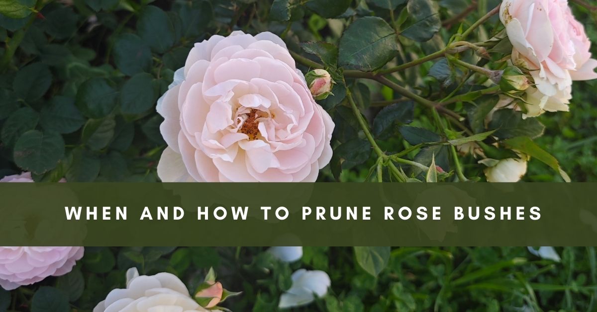 when should you prune rose bushes