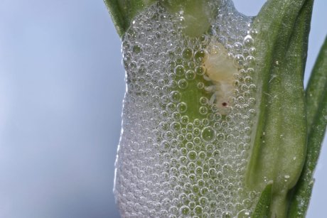 What is the white foam on my rose stems?