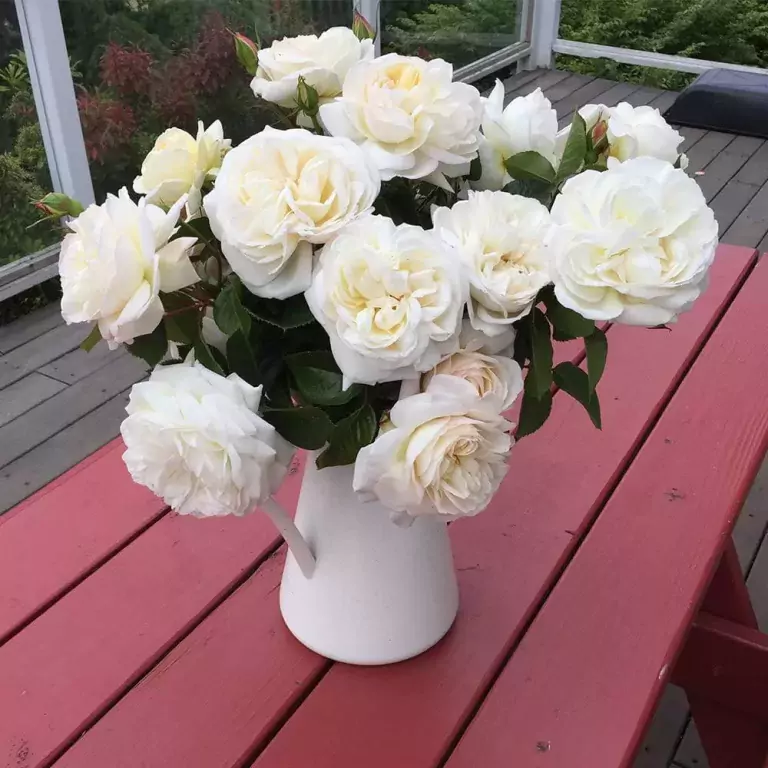 white gold rose