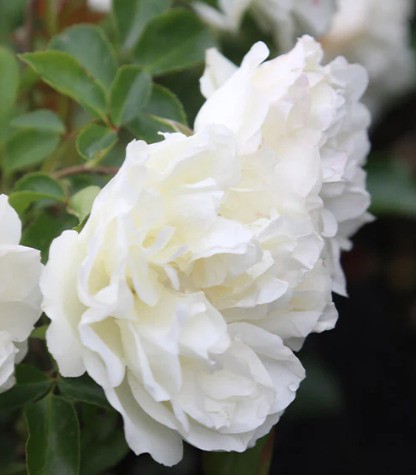 White Meidiland rose