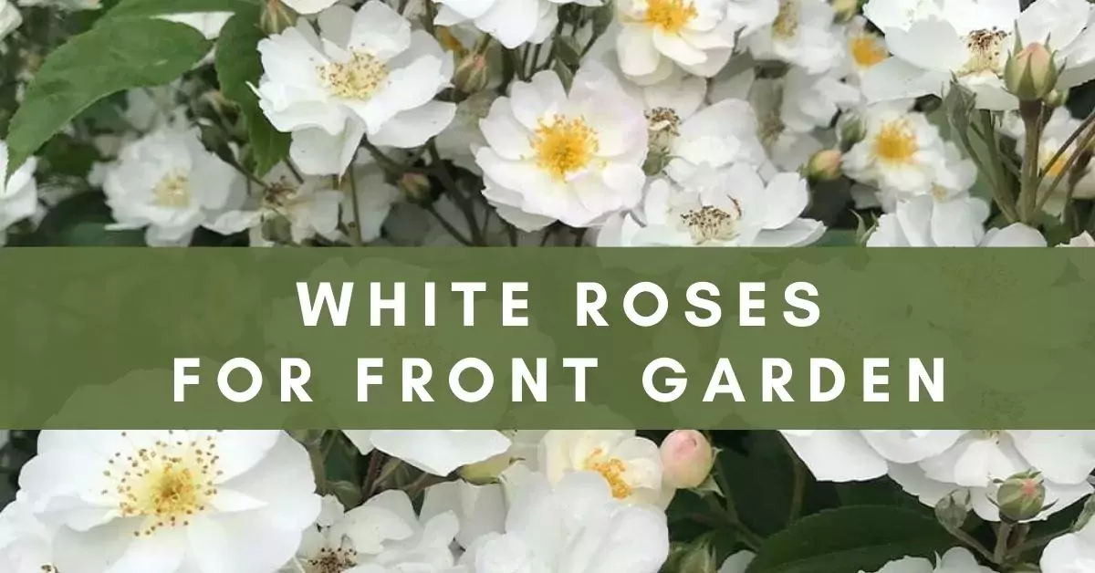 white roses for front garden