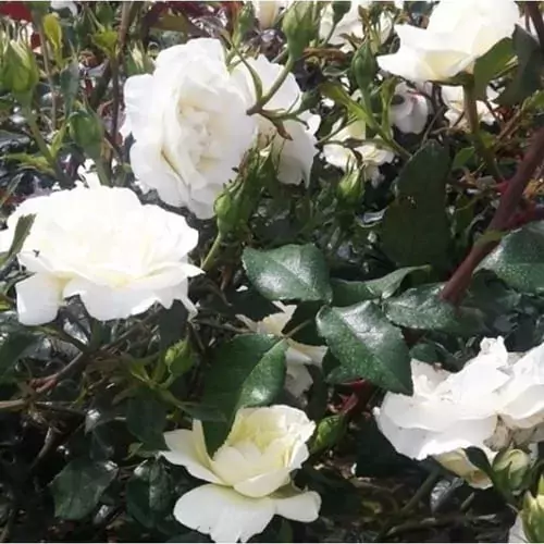 White Star rose