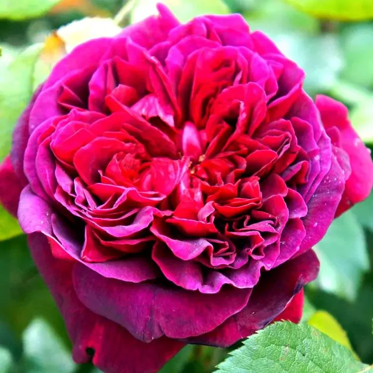 William Shakespeare rose