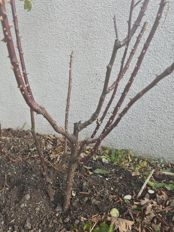 do roses go dormant in winter