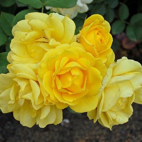 Yellow Fairy rose