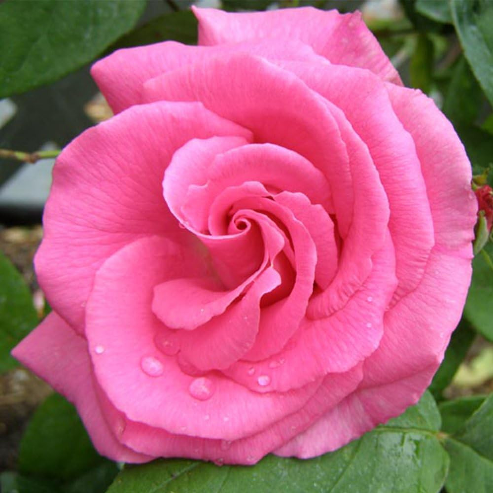 Zephirine Drouhin thornless climbing rose with deep pink flowers