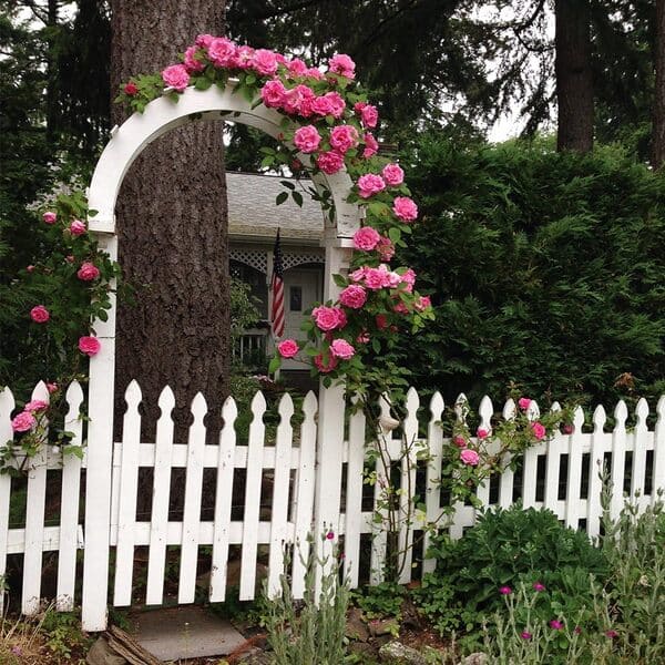 climbing roses